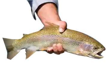 Rainbow Trout