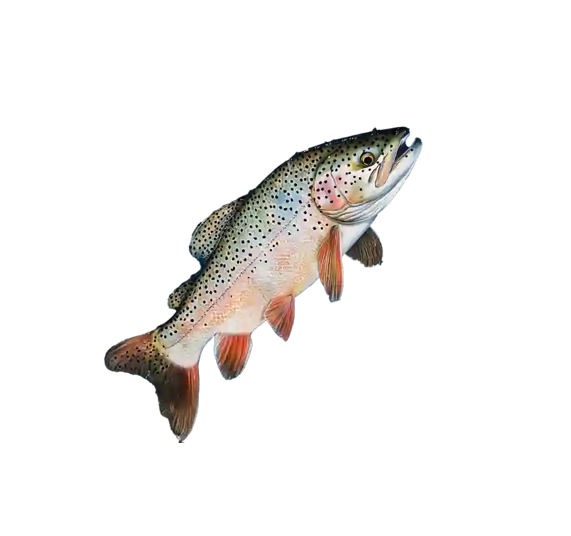 Rainbox Trout